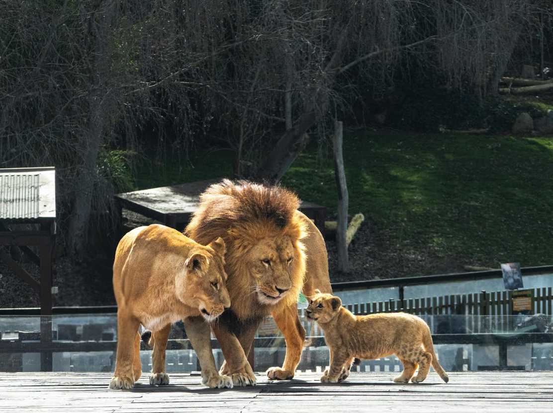 National Zoo and Aquarium school holiday program ‘Animal Mysteries’